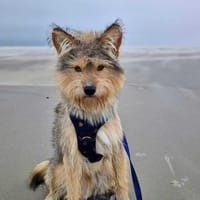 Charly - hat Köpfchen und Charakter, Hund zur Adoption