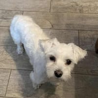 Loki  kleiner Kämpfer sucht endlich Sic, Hund zur Adoption