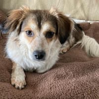 Mocca - freundlich, verspielt - in DE, Hund zur Adoption