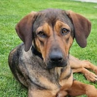 Miami - Liebe Schönheit, Hündin zur Adoption