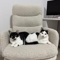 NURIEL & ZIPPY suchen gem. Zuhause!, Katze zur Adoption