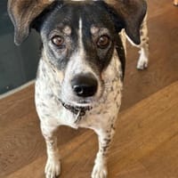 Tiziana sucht ihre Menschen, Hündin zur Adoption