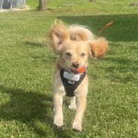 Kleiner MIO sucht ländliches Zuhause, Hund zur Adoption