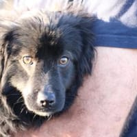 Janu - kinderlieber Jungrüde, Hund zur Adoption