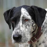 Bronco2 sucht einen Gnadenplatz, Hund zur Adoption