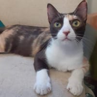 Sanfte Seele sucht Liebe, Katze zur Adoption