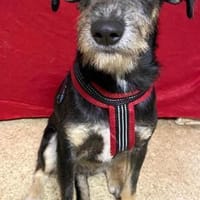Zara sucht liebe Menschen, Hündin zur Adoption