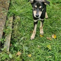 Kleiner Loui 4 Monate sucht Famile, Hund zur Adoption