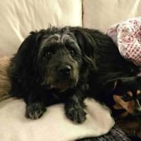 Olly möchte Einzelprinz sein, Hund zur Adoption