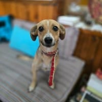 Lizzy, Hündin zur Adoption