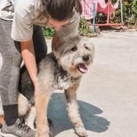 Liebenswerter Strubbel sucht ein einfühl, Hund zur Adoption