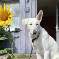 Iorek - anhänglich,lustig&treu, Hund zur Adoption