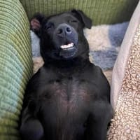 Otti - die Kinderliebende, Hündin zur Adoption