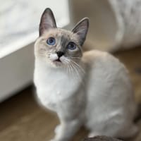 Lucky sucht mit Garten oder Freigang, Katze zur Adoption