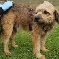 Yugo wartet auf dich, Hund zur Adoption