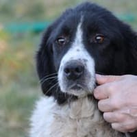 Marina - zutraulich u. kinderlieb, Hündin zur Adoption