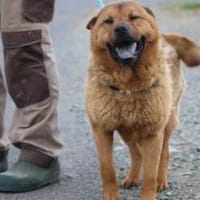 Chevy - sehr freundlich u. verträglich, Hund zur Adoption