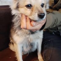 Sammy möchte ein Zuhause, Hund zur Adoption