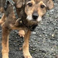Ahab - liebenswerter, anhänglicher Rüde, Hund zur Adoption