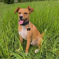 Timo aus 47799 Krefeld sucht sein Glück!, Hund zur Adoption