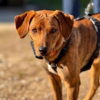 🧡Emilia - in Deutschland auf Pflege, Hündin zur Adoption