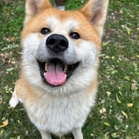 Akita, der noch viel lernen muss, Hund zur Adoption