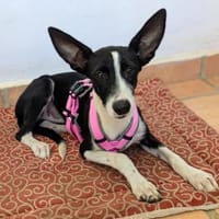 Peppa sucht hundeliebende Familie, Hündin zur Adoption