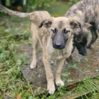 Baily 4 Monate sucht Zuhause, Hund zur Adoption