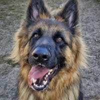 Beki, Hund zur Adoption