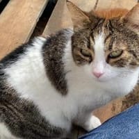 Gesellige Souna sucht ihr Glück, Katze zur Adoption
