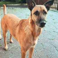 Skyler - sportliche Traumhündin, Hündin zur Adoption