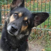 Goofy  der charmante kleine Wirbelwind, Hund zur Adoption