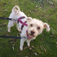 Perla sucht ihr Zuhause, Hündin zur Adoption