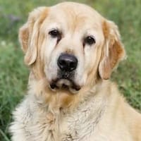 Maylo, Hund zur Adoption