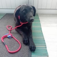 Nicki, Hündin zur Adoption