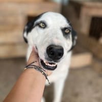 Ich habe noch Hoffnung, Hündin zur Adoption