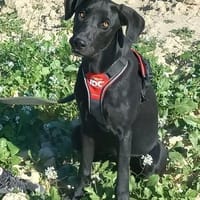 Suri verliert ihr Zuhause, Hündin zur Adoption