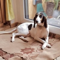 💜Lea - in Deutschland auf Pflegestelle, Hündin zur Adoption