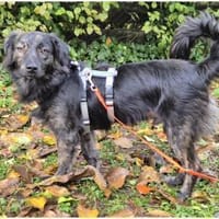 Milas - wartet in 67663 Kaiserslautern, Hund zur Adoption