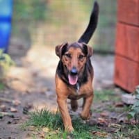 Der freundliche Lui sucht Dich., Hund zur Adoption