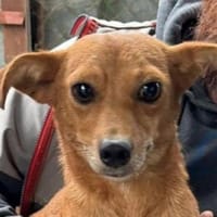 SIA , wer git ihr ein Zuhause?, Hündin zur Adoption