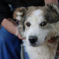 James - sehr liebenswert u. verschmust, Hund zur Adoption