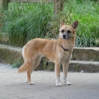 Foxy sucht Menschen mit Hundeerfahrung, Hündin zur Adoption