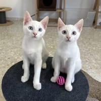 Nala & Blue suchen in Wohnungshaltung, Kater zur Adoption