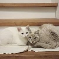 Carlito und Blanca suchen Zuhause, Kater zur Adoption
