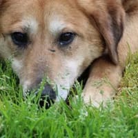 Mandela - sehr lieb u. verschmust, Hündin zur Adoption