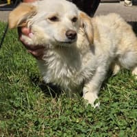 Lilo, eine hübsche kleine Hündin, Hündin zur Adoption