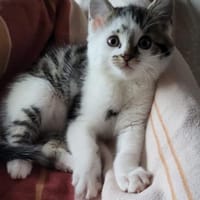 ***ANTON, PÜNKTCHEN und FRIDA!***, Kater zur Adoption