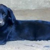 Twinki wartet auf sein Für-Immer-Zuhause, Hund zur Adoption