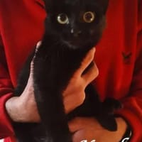 liebe Karla, in Monschau/Raum Aachen, Katze zur Adoption